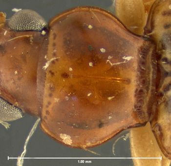 Media type: image;   Entomology 32147 Aspect: pronotum dorsal